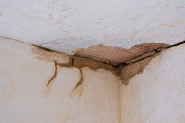 Best Carpet water damage restoration  in Tropical Park, FL