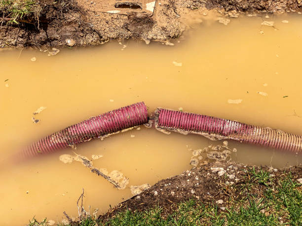 Best Flood restoration services  in Tropical Park, FL